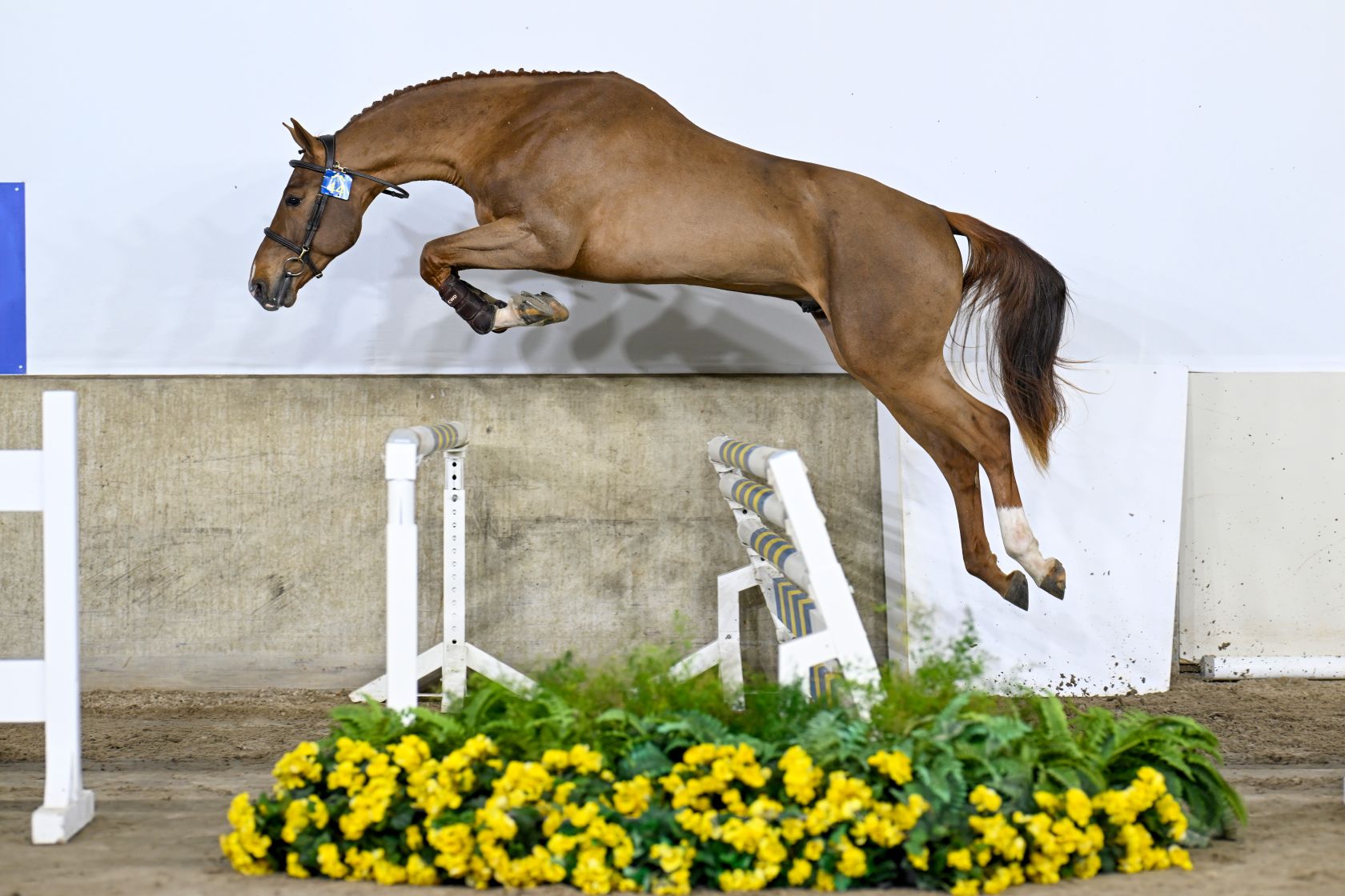 UNIVERS DELUXE Z - Spectacular son of United Touch S out of